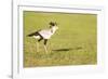 Secretary bird, Masai Mara, Kenya, East Africa, Africa-Karen Deakin-Framed Photographic Print