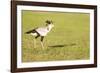 Secretary bird, Masai Mara, Kenya, East Africa, Africa-Karen Deakin-Framed Photographic Print