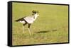 Secretary bird, Masai Mara, Kenya, East Africa, Africa-Karen Deakin-Framed Stretched Canvas