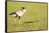 Secretary bird, Masai Mara, Kenya, East Africa, Africa-Karen Deakin-Framed Stretched Canvas