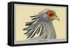 Secretary Bird-Louis Agassiz Fuertes-Framed Stretched Canvas