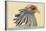 Secretary Bird-Louis Agassiz Fuertes-Stretched Canvas