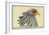 Secretary Bird-Louis Agassiz Fuertes-Framed Art Print