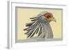 Secretary Bird-Louis Agassiz Fuertes-Framed Art Print