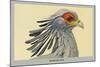 Secretary Bird-Louis Agassiz Fuertes-Mounted Art Print