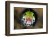 Secretary Blenny (Acanthemblemari Maria) Yawns As It Peers Out From A Hole In The Reef-Alex Mustard-Framed Photographic Print