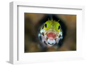 Secretary Blenny (Acanthemblemari Maria) Yawns As It Peers Out From A Hole In The Reef-Alex Mustard-Framed Photographic Print