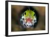 Secretary Blenny (Acanthemblemari Maria) Yawns As It Peers Out From A Hole In The Reef-Alex Mustard-Framed Photographic Print