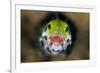 Secretary Blenny (Acanthemblemari Maria) Yawns As It Peers Out From A Hole In The Reef-Alex Mustard-Framed Photographic Print