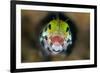 Secretary Blenny (Acanthemblemari Maria) Yawns As It Peers Out From A Hole In The Reef-Alex Mustard-Framed Photographic Print