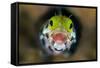 Secretary Blenny (Acanthemblemari Maria) Yawns As It Peers Out From A Hole In The Reef-Alex Mustard-Framed Stretched Canvas