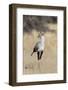 Secretarybird (Sagittarius serpentarius), Kgalagadi Transfrontier Park, South Africa, Africa-Ann and Steve Toon-Framed Photographic Print