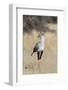 Secretarybird (Sagittarius serpentarius), Kgalagadi Transfrontier Park, South Africa, Africa-Ann and Steve Toon-Framed Photographic Print