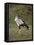 Secretarybird (Sagittarius Serpentarius), Serengeti National Park, Tanzania, East Africa, Africa-James Hager-Framed Stretched Canvas