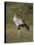 Secretarybird (Sagittarius Serpentarius), Serengeti National Park, Tanzania, East Africa, Africa-James Hager-Stretched Canvas