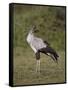 Secretarybird (Sagittarius Serpentarius), Serengeti National Park, Tanzania, East Africa, Africa-James Hager-Framed Stretched Canvas