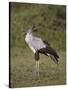 Secretarybird (Sagittarius Serpentarius), Serengeti National Park, Tanzania, East Africa, Africa-James Hager-Stretched Canvas