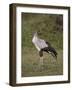 Secretarybird (Sagittarius Serpentarius), Serengeti National Park, Tanzania, East Africa, Africa-James Hager-Framed Photographic Print