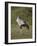 Secretarybird (Sagittarius Serpentarius), Serengeti National Park, Tanzania, East Africa, Africa-James Hager-Framed Photographic Print