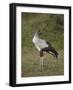 Secretarybird (Sagittarius Serpentarius), Serengeti National Park, Tanzania, East Africa, Africa-James Hager-Framed Photographic Print