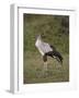 Secretarybird (Sagittarius Serpentarius), Serengeti National Park, Tanzania, East Africa, Africa-James Hager-Framed Photographic Print