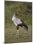 Secretarybird (Sagittarius Serpentarius), Serengeti National Park, Tanzania, East Africa, Africa-James Hager-Mounted Photographic Print