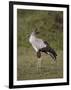 Secretarybird (Sagittarius Serpentarius), Serengeti National Park, Tanzania, East Africa, Africa-James Hager-Framed Photographic Print