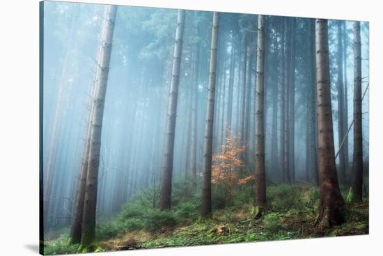 Secrets of the Forest-Ju Riker-Stretched Canvas