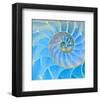 Section Of Nautilus Shell-null-Framed Art Print