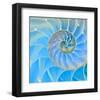 Section Of Nautilus Shell-null-Framed Art Print