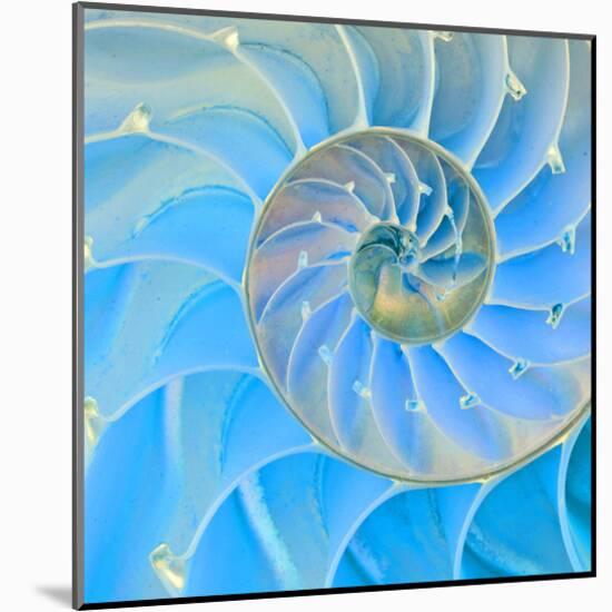 Section Of Nautilus Shell-null-Mounted Art Print