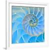 Section Of Nautilus Shell-null-Framed Art Print