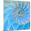 Section Of Nautilus Shell-null-Mounted Art Print