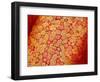 Section of Pleat on Interior of Oviduct of Rabbit-Micro Discovery-Framed Photographic Print