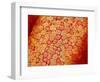 Section of Pleat on Interior of Oviduct of Rabbit-Micro Discovery-Framed Photographic Print