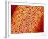 Section of Pleat on Interior of Oviduct of Rabbit-Micro Discovery-Framed Photographic Print