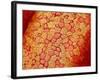 Section of Pleat on Interior of Oviduct of Rabbit-Micro Discovery-Framed Photographic Print