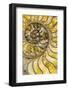 Sectioned fossil ammonite-Paul D Stewart-Framed Photographic Print