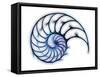 Sectioned Shell of a Nautilus, Artwork-PASIEKA-Framed Stretched Canvas