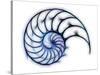 Sectioned Shell of a Nautilus, Artwork-PASIEKA-Stretched Canvas