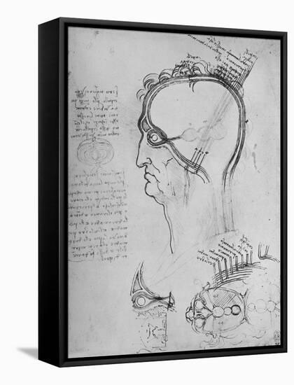 'Sections of a Man's Head Showing the Anatomy of the Eye, Etc.', c1480 (1945)-Leonardo Da Vinci-Framed Stretched Canvas