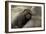 Security-Susann Parker-Framed Photographic Print