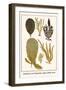 Sedentary Sea Organisms, Algae, Black Coral-Albertus Seba-Framed Art Print