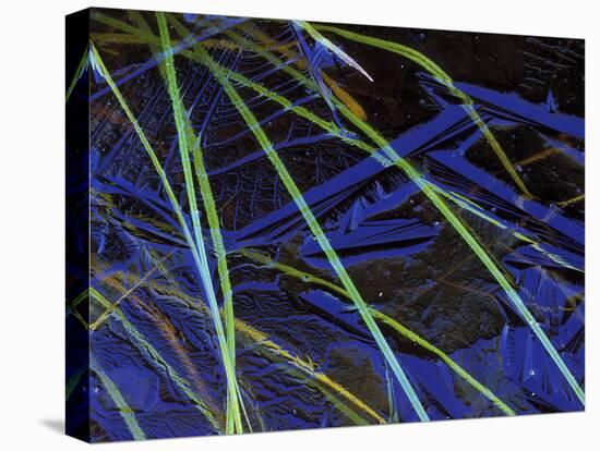 Sedge Leaves Under Thin Ice in Autumn, Upper Peninsula, Michigan, USA-Mark Carlson-Stretched Canvas