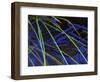 Sedge Leaves Under Thin Ice in Autumn, Upper Peninsula, Michigan, USA-Mark Carlson-Framed Photographic Print