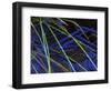 Sedge Leaves Under Thin Ice in Autumn, Upper Peninsula, Michigan, USA-Mark Carlson-Framed Photographic Print