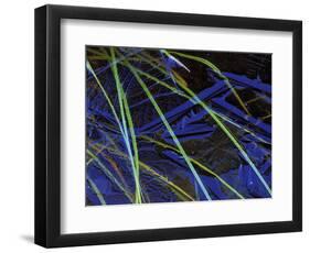 Sedge Leaves Under Thin Ice in Autumn, Upper Peninsula, Michigan, USA-Mark Carlson-Framed Photographic Print