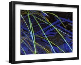 Sedge Leaves Under Thin Ice in Autumn, Upper Peninsula, Michigan, USA-Mark Carlson-Framed Photographic Print