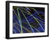 Sedge Leaves Under Thin Ice in Autumn, Upper Peninsula, Michigan, USA-Mark Carlson-Framed Photographic Print