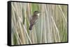 Sedge Warbler Greylake RSPB Reserve, Somerset Levels, England, UK, August-David Kjaer-Framed Stretched Canvas